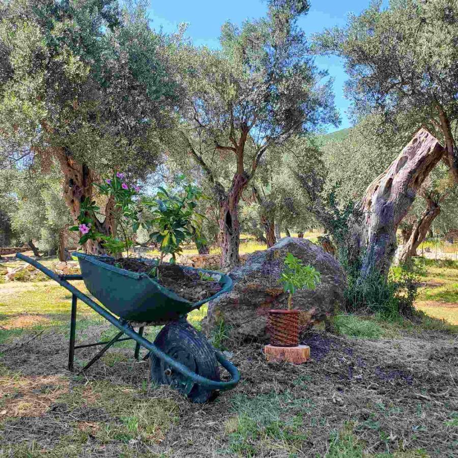 Coratina Cottage Ούλτσιν Εξωτερικό φωτογραφία